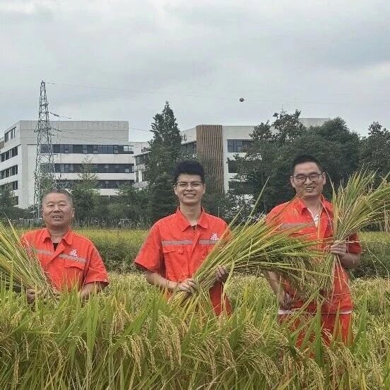 助农抢收解民忧 田间地头践担当——北新路桥集团四川分公司成温邛TJ6标项目开展助农抢收志愿服务